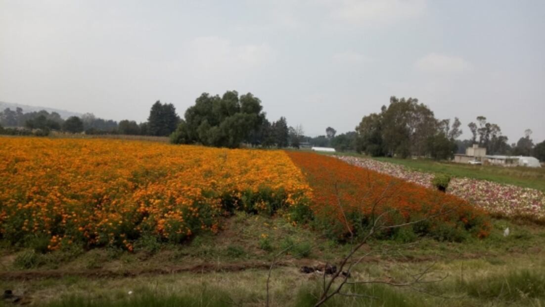 La flor que acompaña a nuestros muertos
