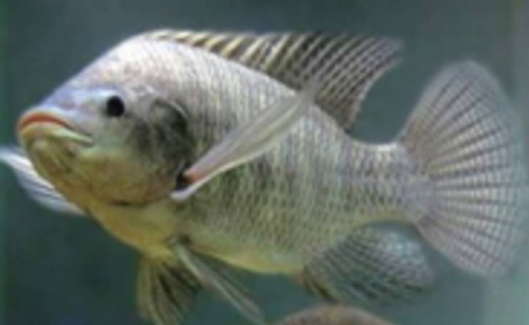 Imagen de un cíclido mesoamericano. Foto: Instituto de Biología / UNAM