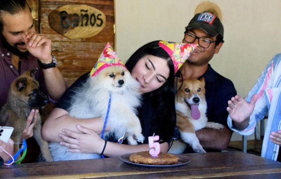 "El perrazo": un restaurante para lomitos y "amigable con los humanos"