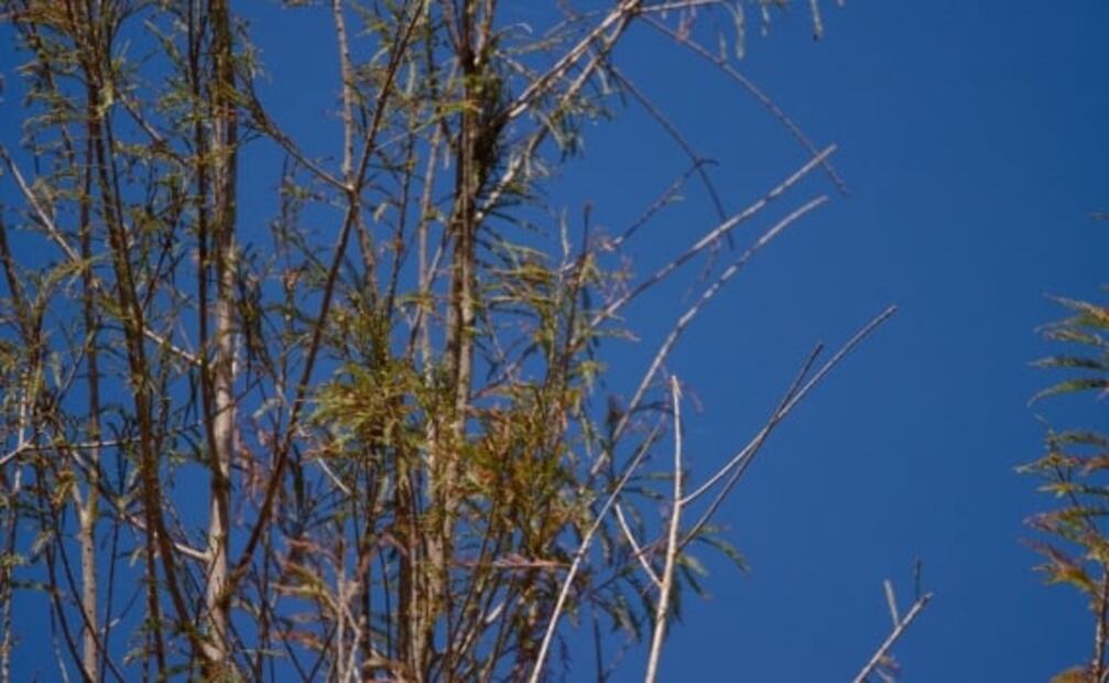 ¿Y el ahuehuete de Paseo de la Reforma? Gobierno dice que comienza a reverdecer