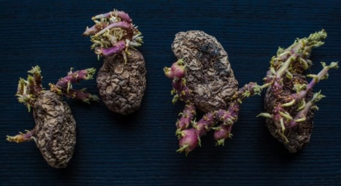¿Cómo recuperar la frescura de tus frutas y verduras?