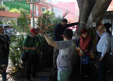 Vecinos presionan por decreto del árbol "Laureano" en Gaceta Oficial; temen que protección se quede en discurso