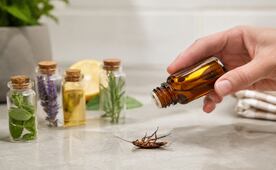 ¿Cuál es el olor que odian las cucarachas? 5 aceites esenciales que las ahuyentan de tu casa de forma natural