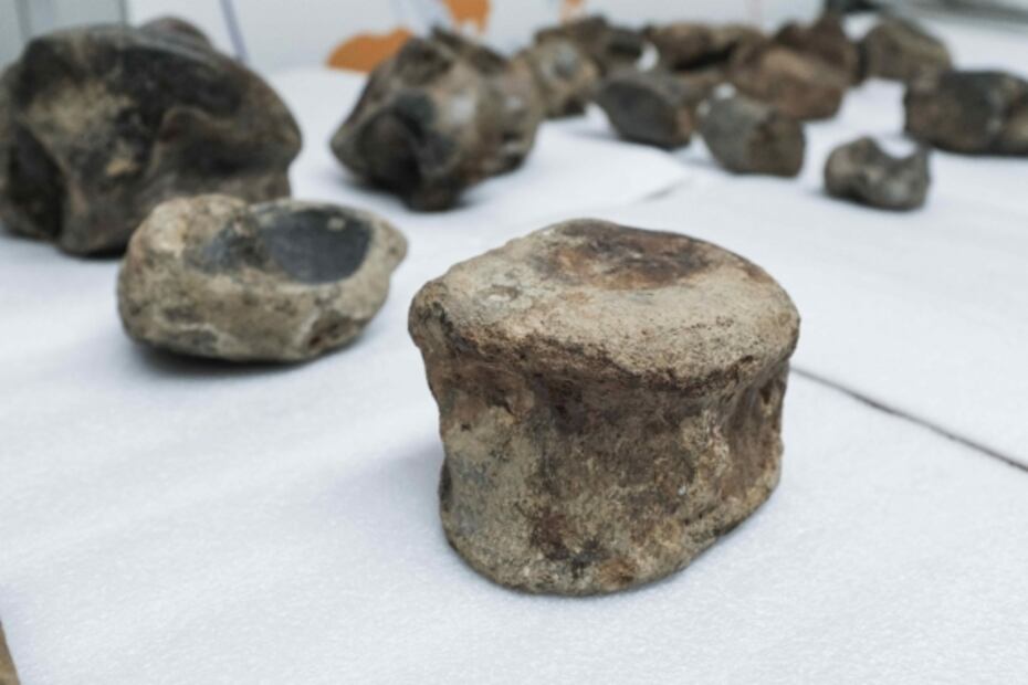 Fósil de una bestia: Científicos, tras secretos del perezoso gigante prehistórico