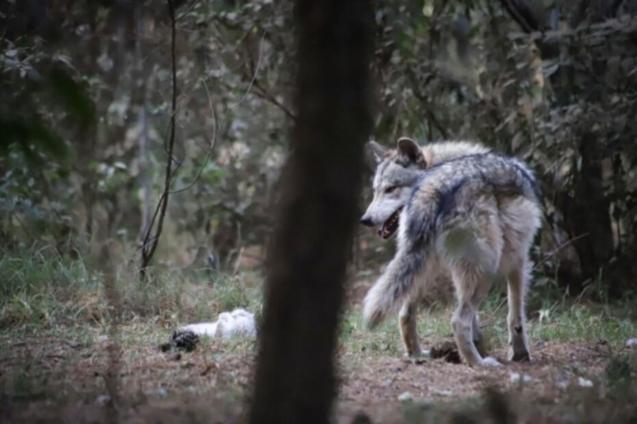 Localizan y resguardan a lobo gris mexicano que escapó de albergue en Tenancingo 
