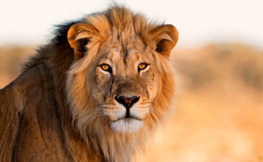 Según el encargado del zoológico, el fallecido habría sido atacado por seis o siete leones. Foto: IStock