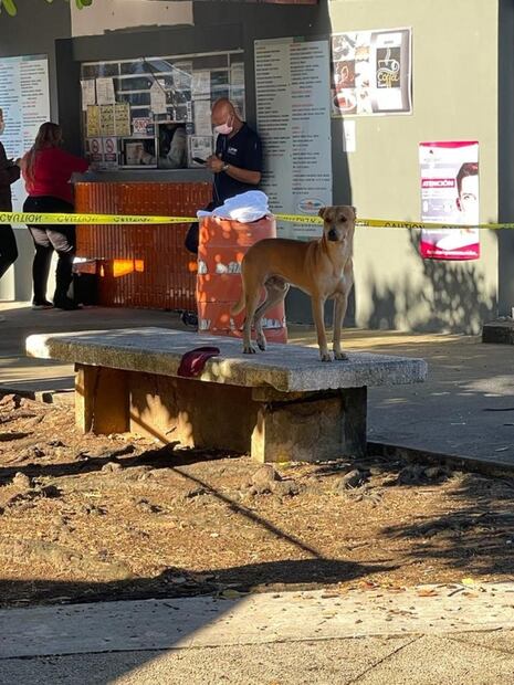 Conmueve perro que permaneció con su amo fallecido en banca de un Centro Médico