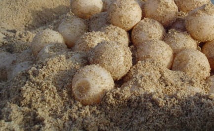 Decomisan tres mil huevos de tortuga en Colima