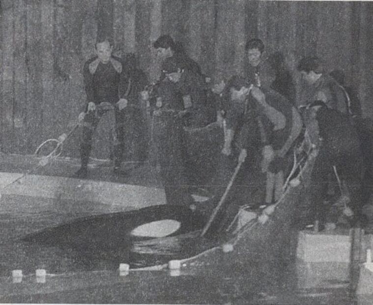 Keiko, la desafortunada historia de la única ballena amaestrada en México