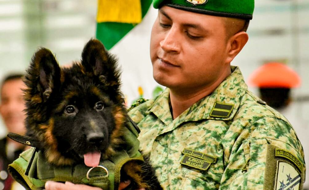 Arkadas será el reemplazo de Proteo, el perrito que falleció en las labores de rescate en Turquía. Foto: Twitter