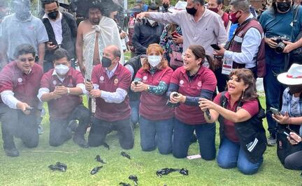 PAN pone queja ante la PAOT contra alcaldes de Morena por presunto maltrato a ajolotes