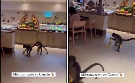 Monos araña protagonizan "gran robo" en hotel de la Riviera Maya; video es viral 