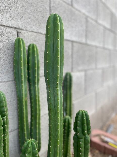 Cactus San Pedro. Fuente: Pixabay