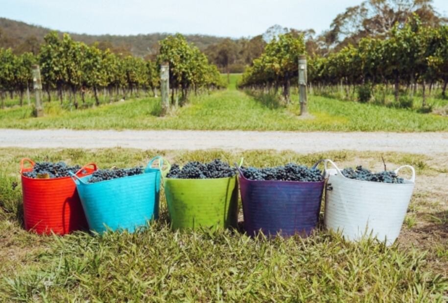 ¿Ya conoces los vinos de San Luis Potosí?