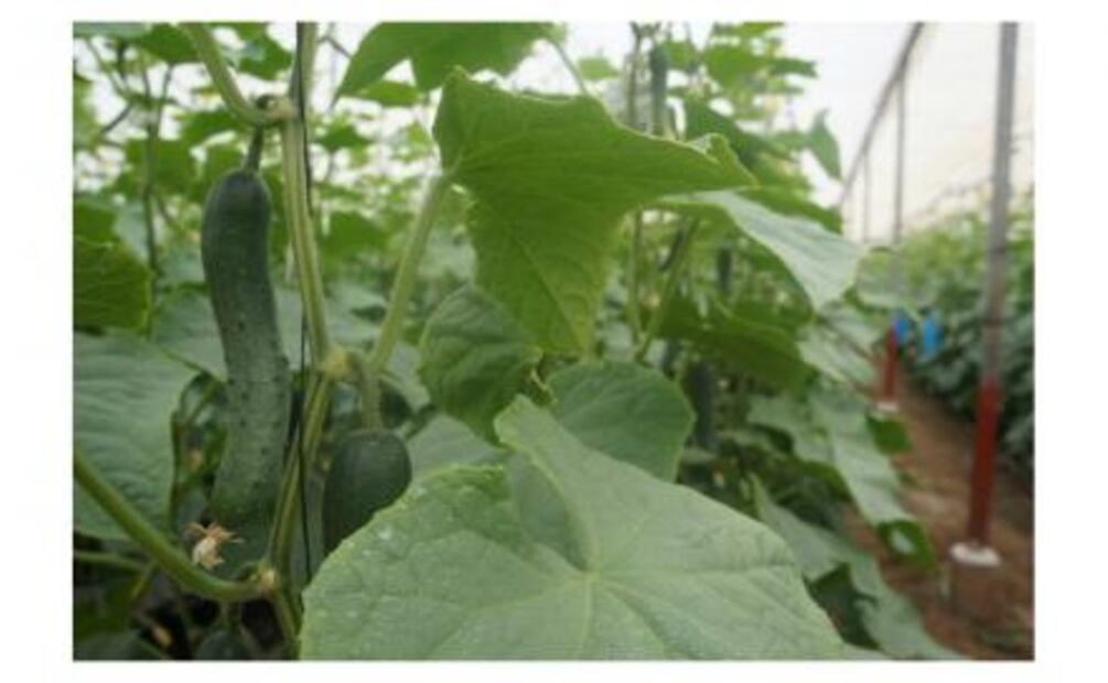 ¿Sabes qué se cultiva en Baja California?
