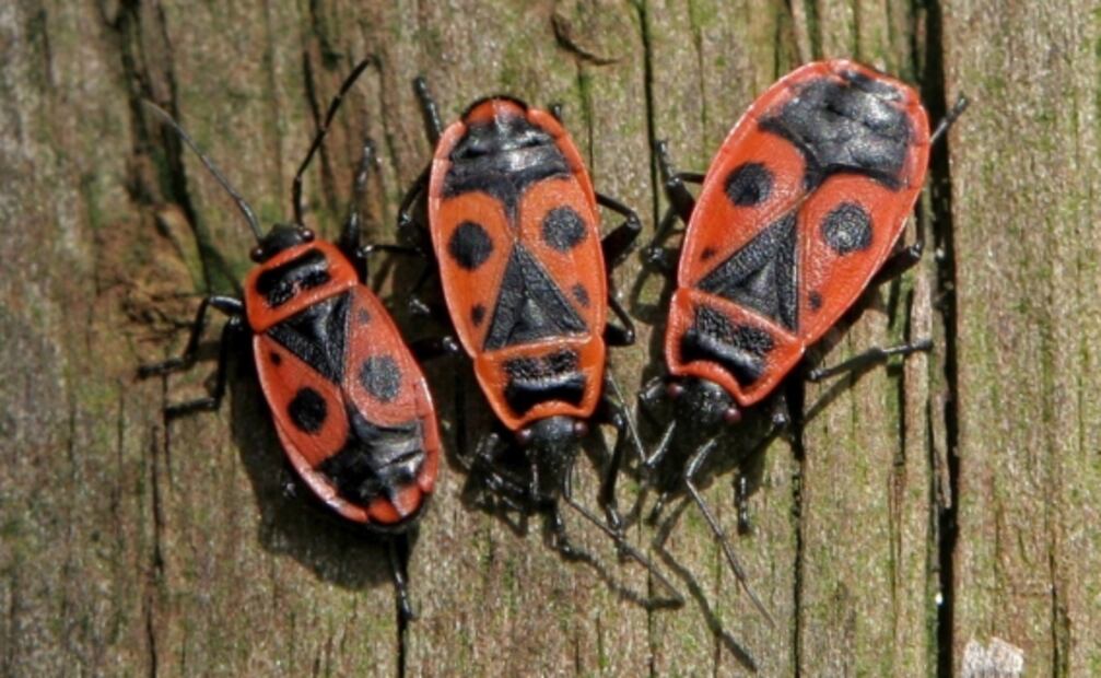 Estudio indica que no ocurrirá un "apocalipsis de insectos"