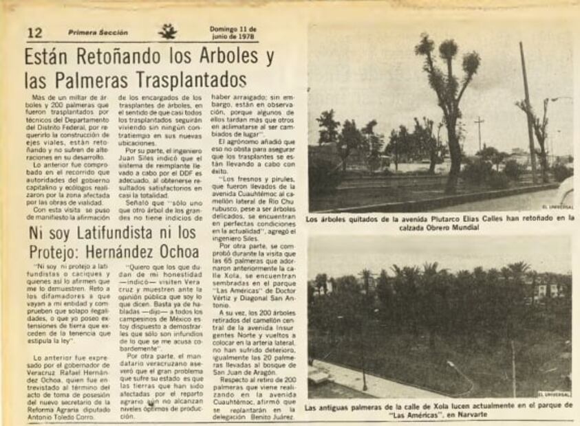 El 11 de junio de 1978, EL UNIVERSAL informó que las antiguas palmeras de la calle Xola lucían en el parque Las Américas, en colonia Narvarte. Foto: Hemeroteca EL UNIVERSAL.