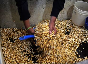 AMLO asegura que no aumentarán los precios de garantía de maíz, trigo y sorgo
