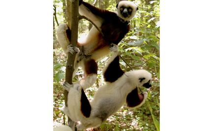 El lémur cantor también recita a dúo y en coros armonizados, tal y como lo hacen los humanos: estudio 