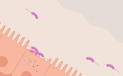 Inteligencia Artificial descifra cómo bacterias "hackean" a las células
