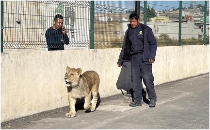 Autoridades capturan a león que paseaba por calles de Xonacatlán, Edomex 