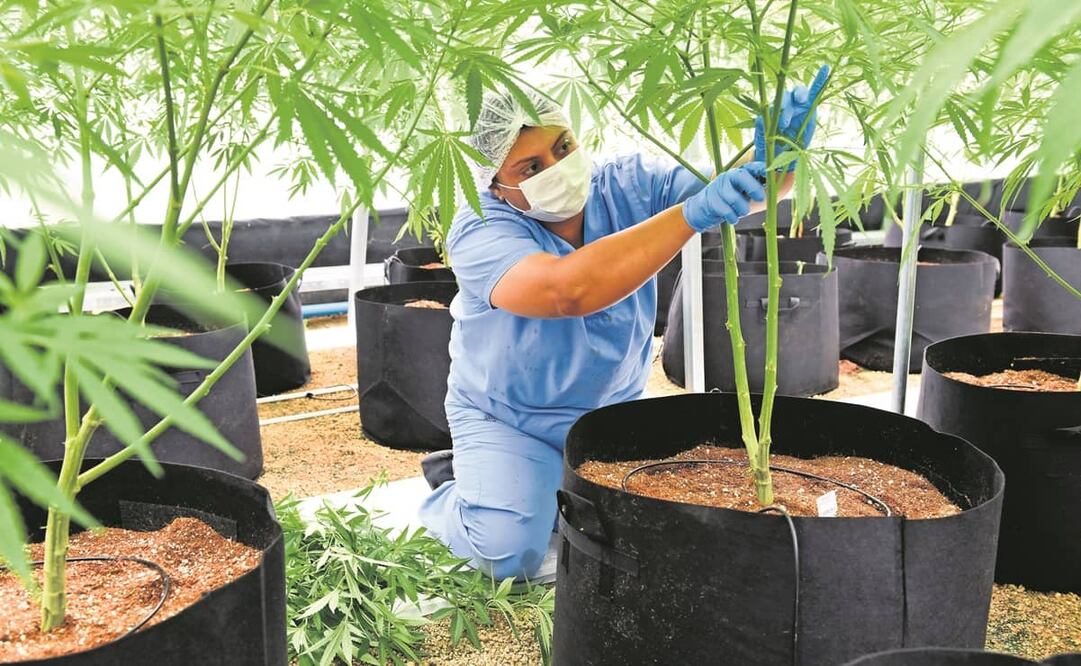 Expertos prevén que México puede ser el tercer mercado mundial más grande de cannabis medicinal, después de Alemania y Brasil. Foto: ARCHIVO EL UNIVERSAL