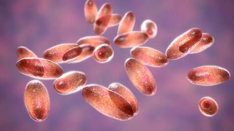 Confirman en Oregon el primer caso humano de peste bubónica desde 2015