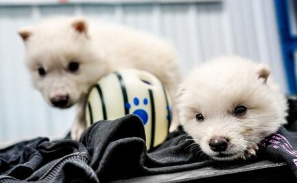 Desarrollo de "lobos terribles" no es "desextinción"; son lobos grises genéticamente modificados, dicen científicos