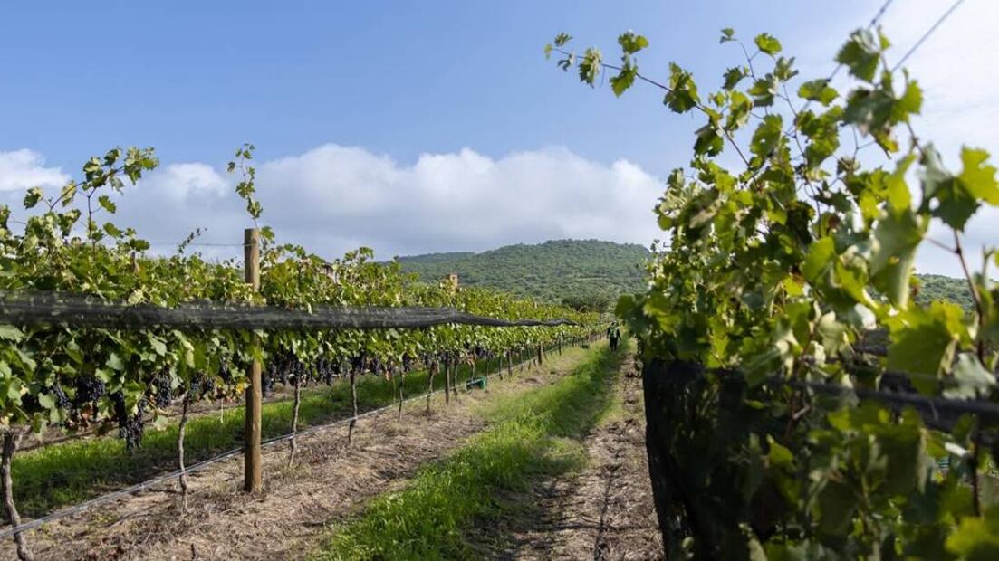 Foto: Viñedo San Miguel