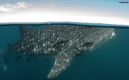Conanp advierte daños a tiburones ballena por embarcaciones en La Paz, BC; lanza documental para preservar a la especie 