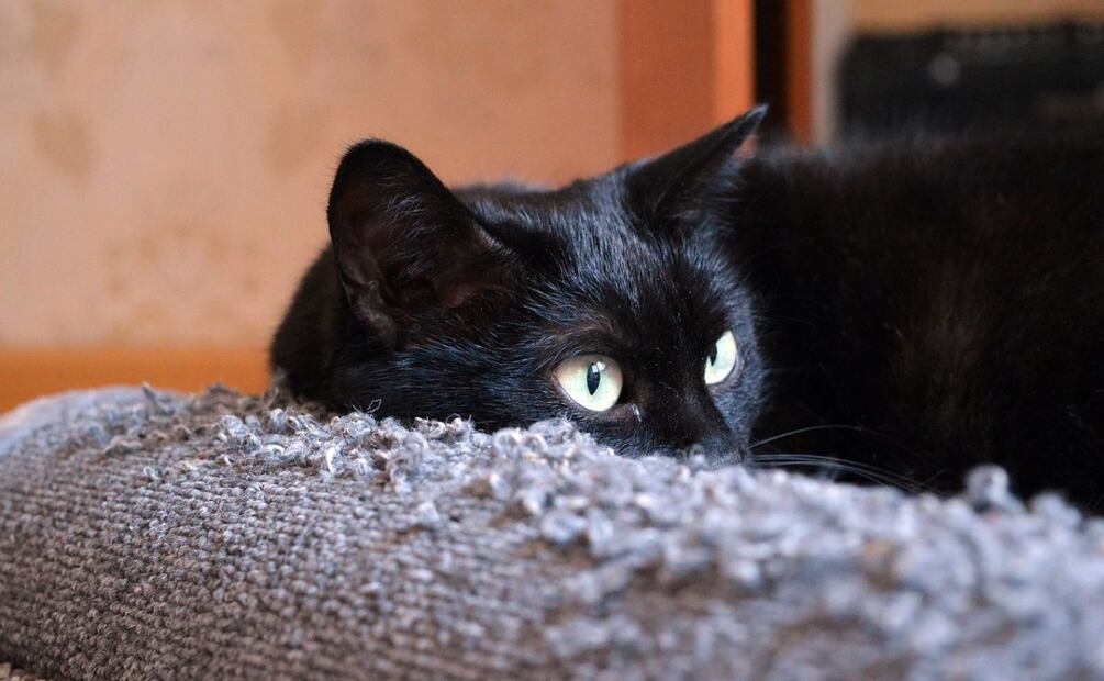 Gatos. Fuente: Pixabay