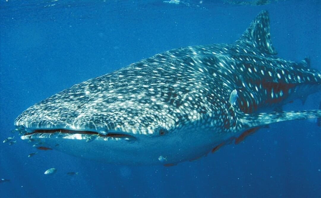 Foto: Archivo/ EL UNIVERSAL