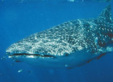 Solicitan declarar zona de refugio para Tiburón Ballena en BCS