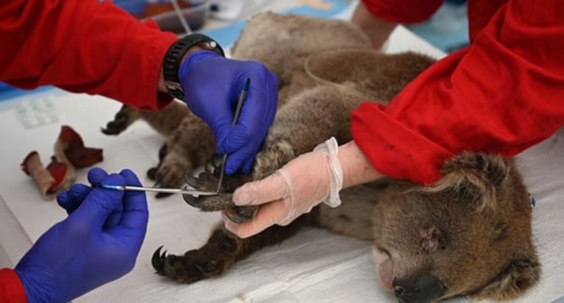 Improvisan hospital en Australia para salvar a koalas de los incendios