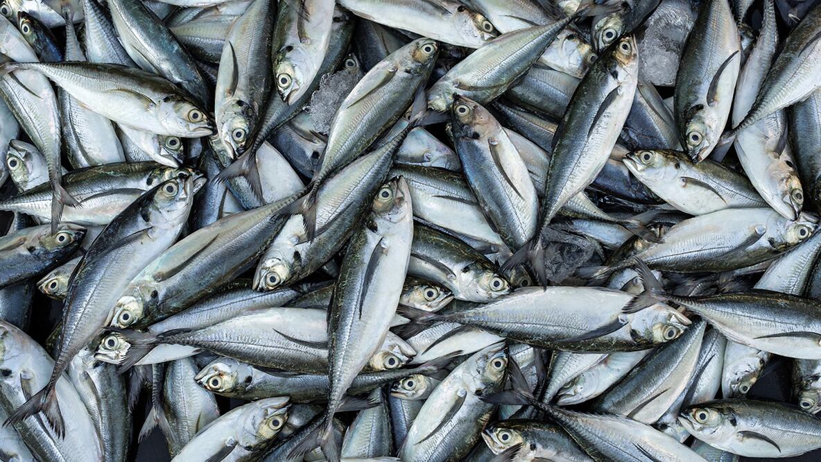 Sardineras colapsan el medio ambiente