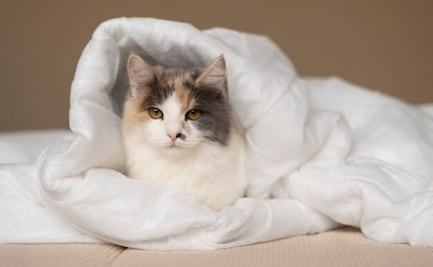 Veterinaria revela si es conveniente tapar a tu gato antes de dormir; descubre las señales para detectar si tiene frío