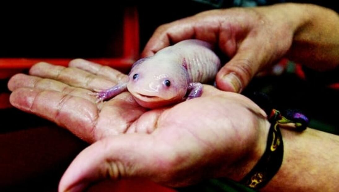 Dónde vive el ajolote, especie de México en peligro de extinción