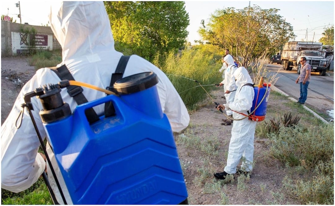 Trabajos de fumigación en Chihuahua para evitar que el mosco que porta el dengue se siga propagando (31/10/2024). Foto: Especial