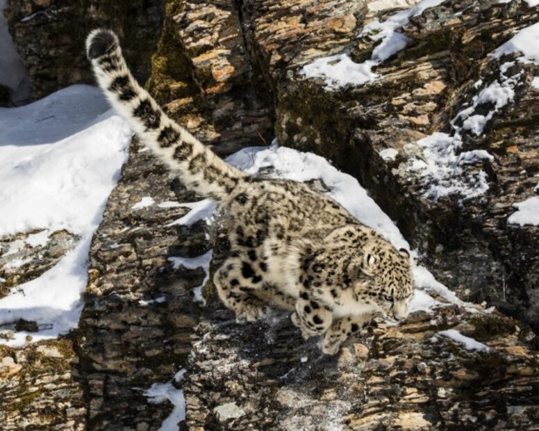 El leopardo de las nieves reaparece y es fotografiado después de años 