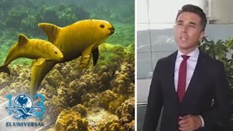 Mayer, ¡lo vuelve a hacer! ahora inventa la “Vaquita amarilla”