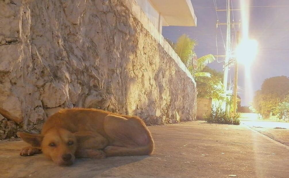Maltrato animal en Yucatán. Foto: Archivo