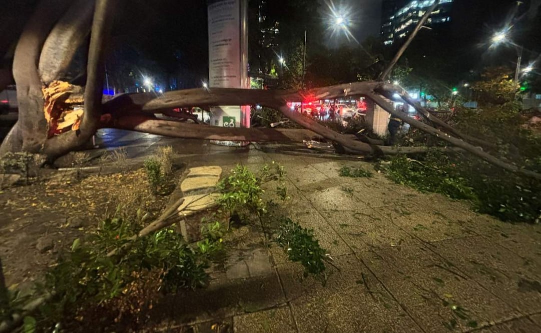 Árbol cae en Paseo de la Reforma, daña estructura metálica; hay interrupción de servicio de Línea 7 del Metrobús.
Foto: Juan Carlos Williams