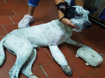 Temo, perrito rescatado en Línea 1 del Metro, se recupera de cirugía tras fractura en una de sus patitas