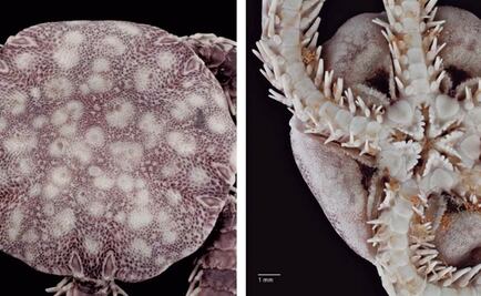 UNAM scientists discover new sea species in Cozumel