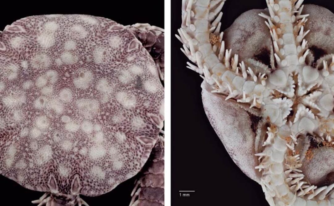 The species was first discovered in 2006 - Photo: Courtesy of UNAM