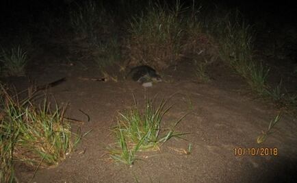 Trasladan más de 3 mil huevos de tortuga golfina a campamento en Nayarit
