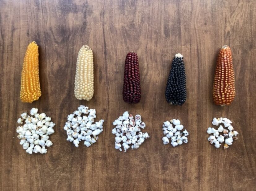 Una página web dedicada a la tortilla