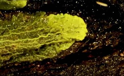 Zoológico exhibe un organismo sin cerebro pero con 720 sexos