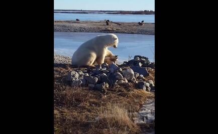 Oso polar mata a perro en refugio de Canadá