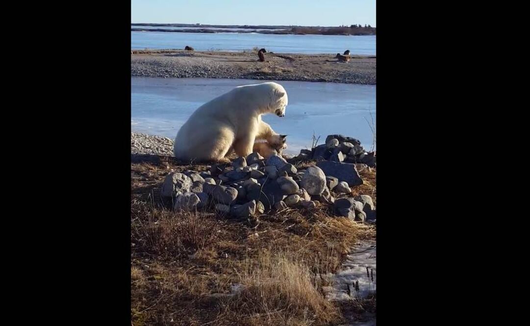 Oso polar mata a perro en refugio de Canadá